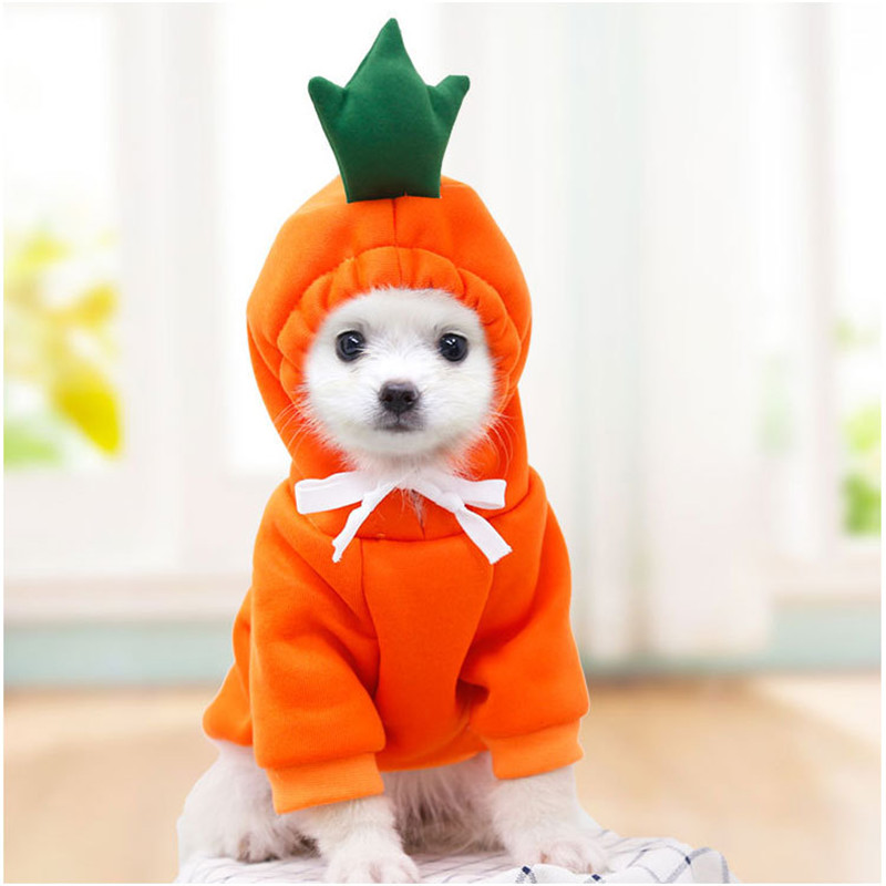 Winter Clothing Pictures - 작은 개를위한 귀여운 과일 개 옷